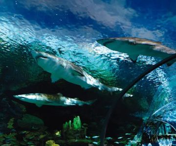 Serviette Aquarium Exhibit Consultants