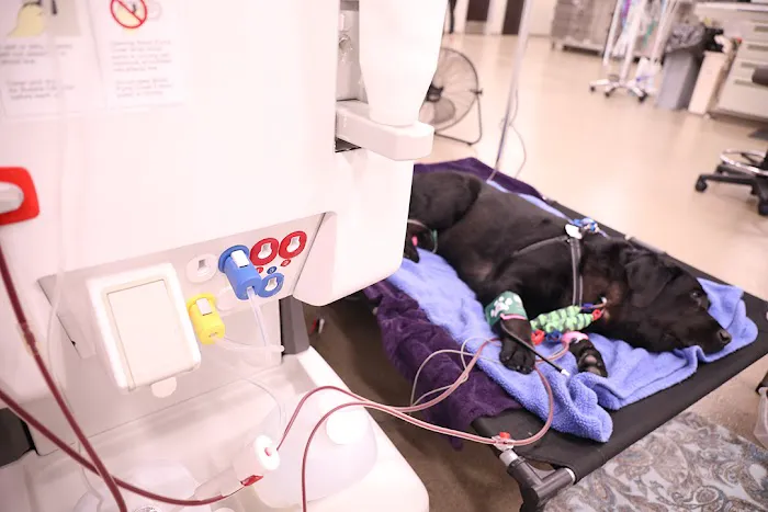 BluePearl Pet Hospital 9