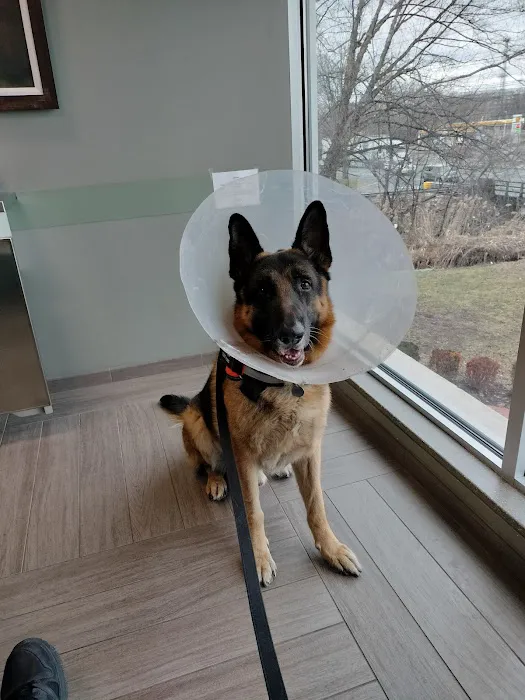 BluePearl Pet Hospital 1