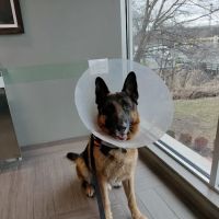 BluePearl Pet Hospital ico