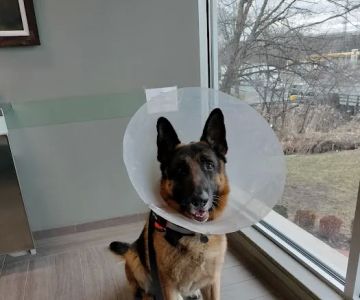 BluePearl Pet Hospital
