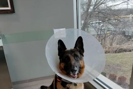 BluePearl Pet Hospital