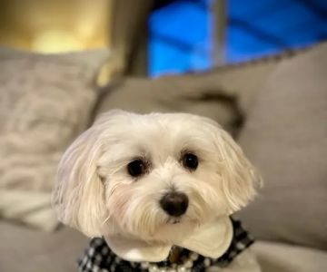 Woof Gang Bakery & Grooming Orlando