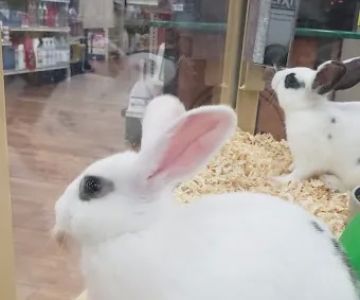 Pet Supermarket