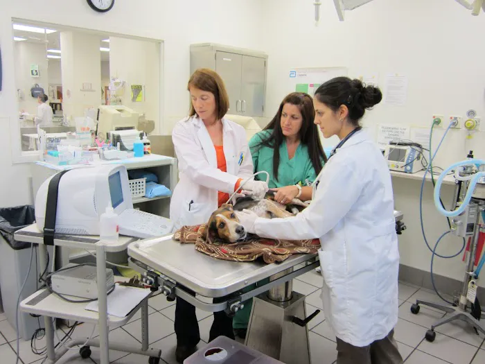 Oradell Animal Hospital - Paramus 7