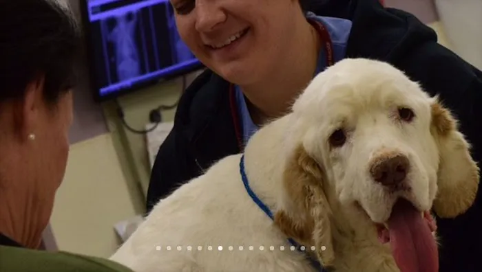 Oradell Animal Hospital - Paramus 2