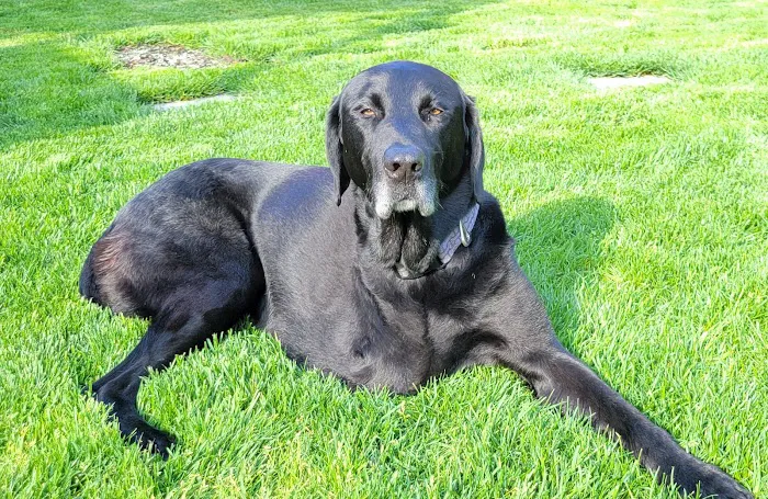Oradell Animal Hospital - Paramus 9