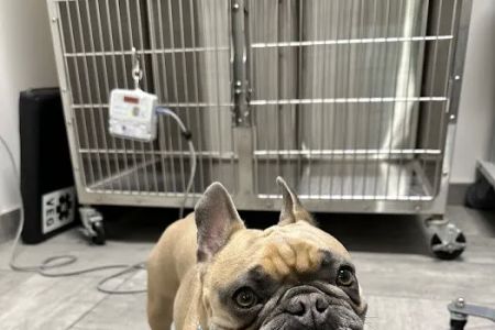 VEG ER for Pets
