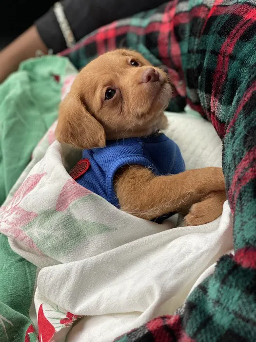 Forever Puppies, LLC 12