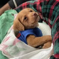 Forever Puppies, LLC ico