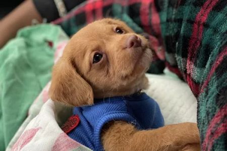 Forever Puppies, LLC