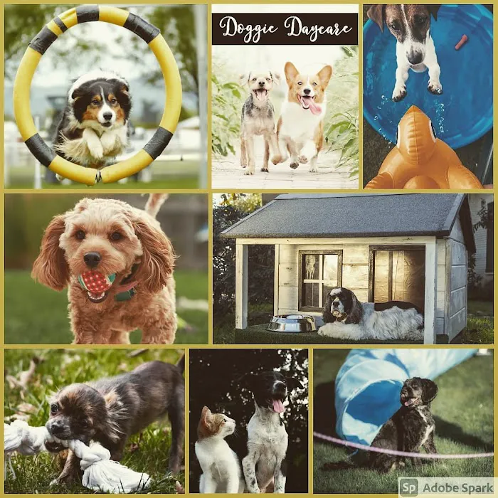 Pawtastic Pet Supply Co. 12