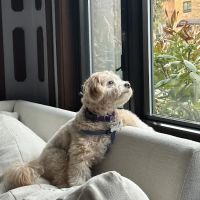Farview Animal Clinic Paramus ico