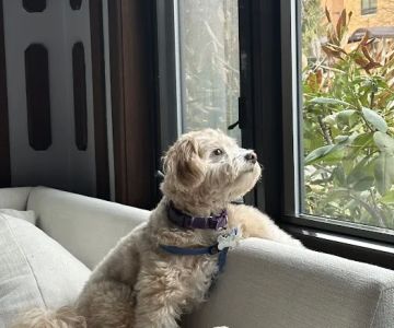 Farview Animal Clinic Paramus