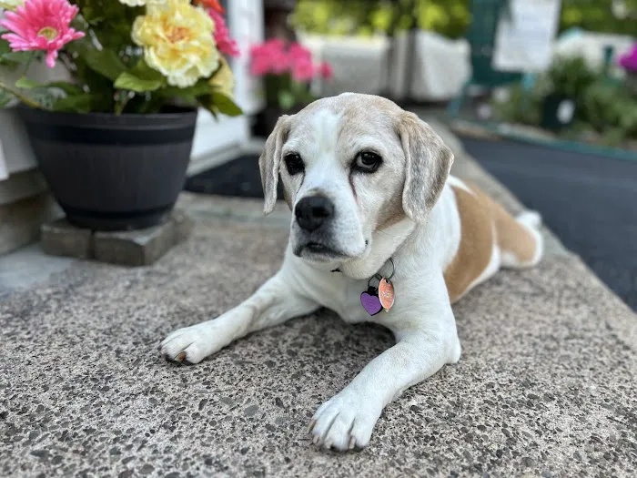 Farview Animal Clinic Paramus 12