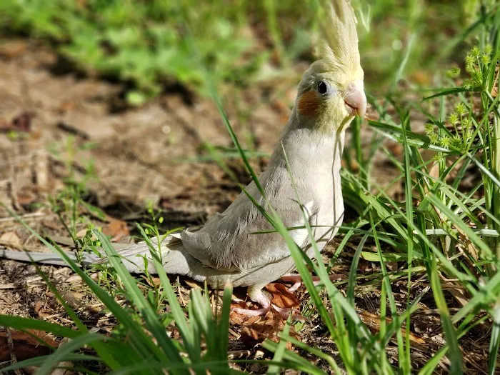 Birds Nest 12