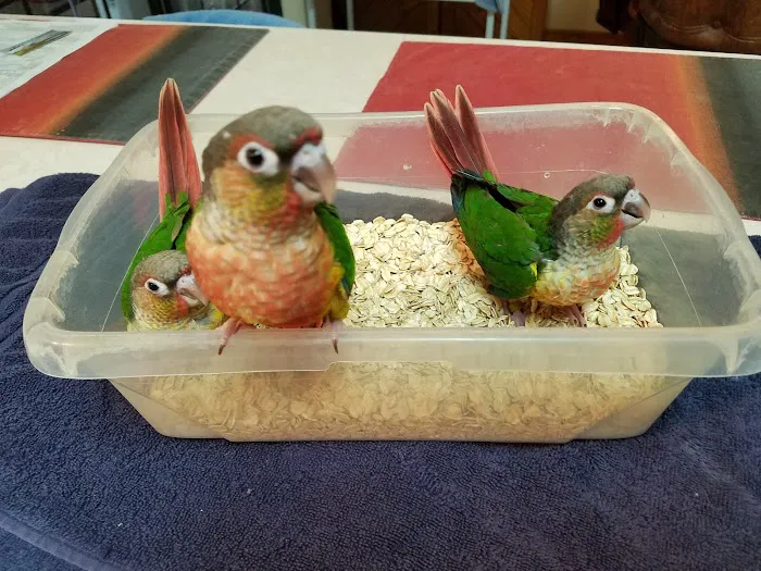Birds Nest 12