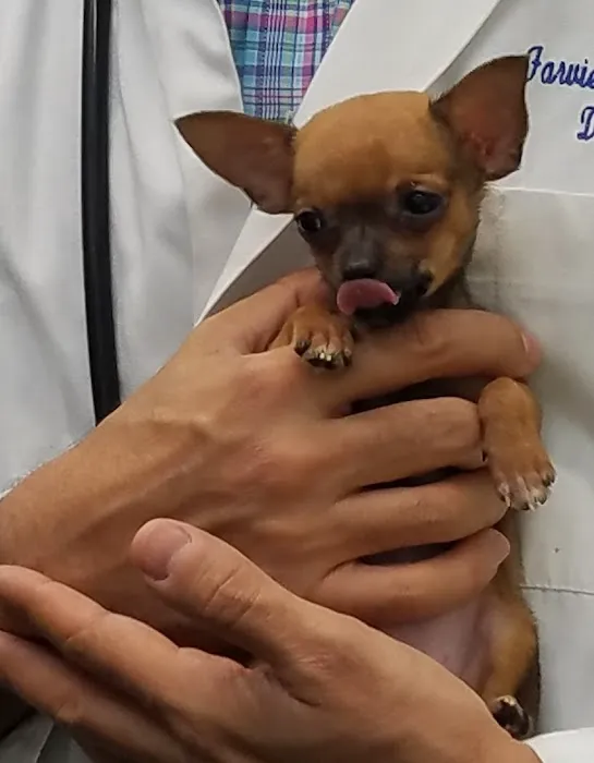 Farview Animal Clinic- Paramus Dr Mosaad 5