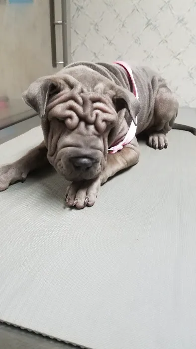 Farview Animal Clinic- Paramus Dr Mosaad 4
