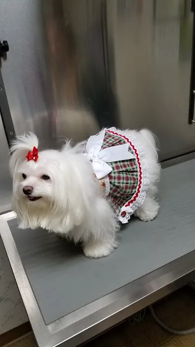 Farview Animal Clinic- Paramus Dr Mosaad 10