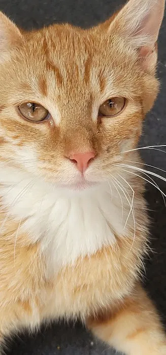 Vetco Vaccination Clinic 12