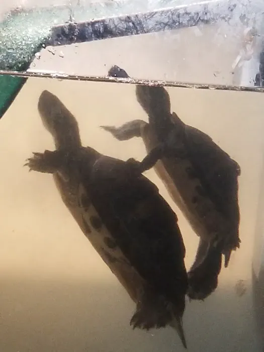 Pipsqueeks Pets 12