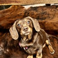 Madison Veterinary Hospital ico