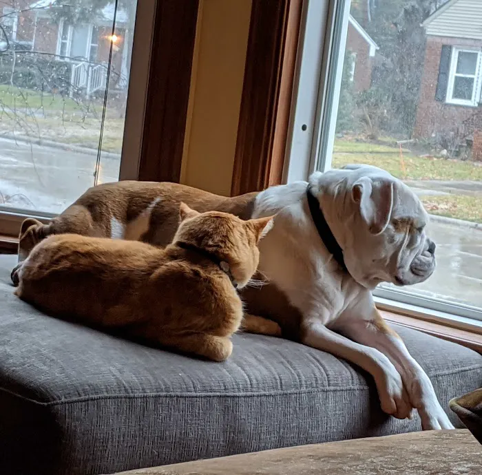 Madison Veterinary Hospital 8