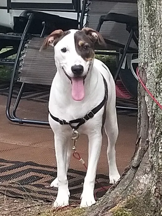Michigan Anti Cruelty Vet Clinic 5