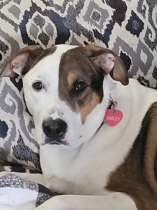 Michigan Anti Cruelty Vet Clinic 1