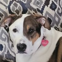 Michigan Anti Cruelty Vet Clinic ico