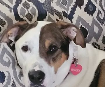 Michigan Anti Cruelty Vet Clinic