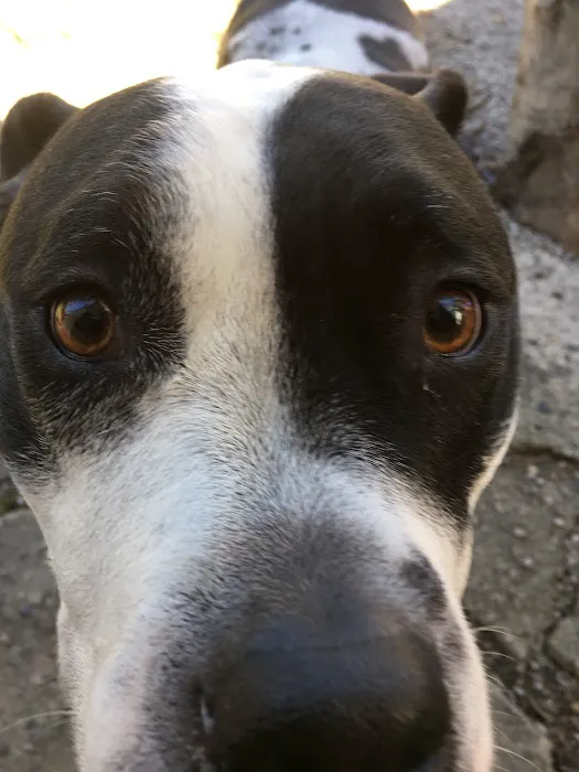 Michigan Anti Cruelty Vet Clinic 7