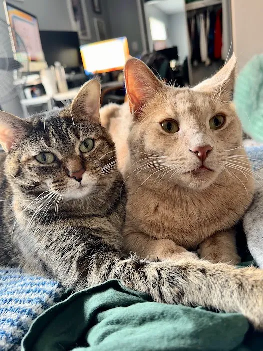 Little Friends of Ferndale Veterinary Care 9