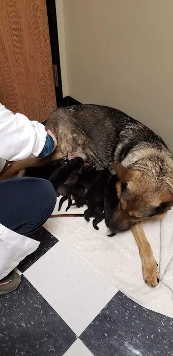 Little Friends of Ferndale Veterinary Care 5