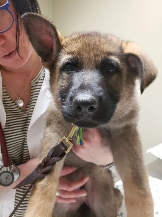 Little Friends of Ferndale Veterinary Care 2