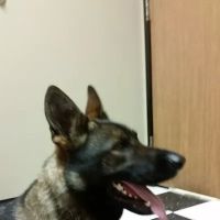 Little Friends of Ferndale Veterinary Care ico