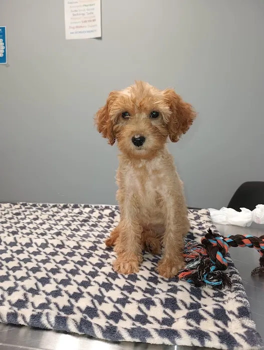 Spartan Veterinary Clinic 4