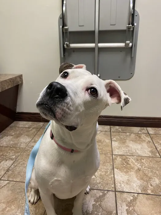 Blue Cross Animal Hospital 5