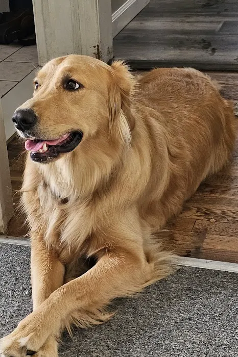 Blue Cross Animal Hospital 1