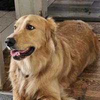 Blue Cross Animal Hospital ico