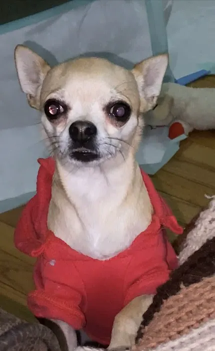 Blue Cross Animal Hospital 3