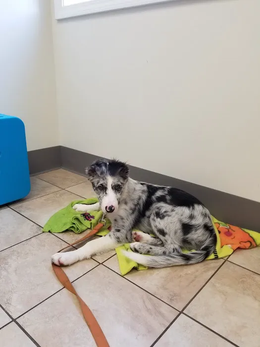 Hilton Veterinary Clinic of Ferndale 5