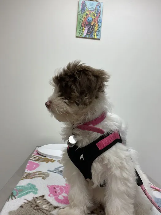 Hilton Veterinary Clinic of Ferndale 2