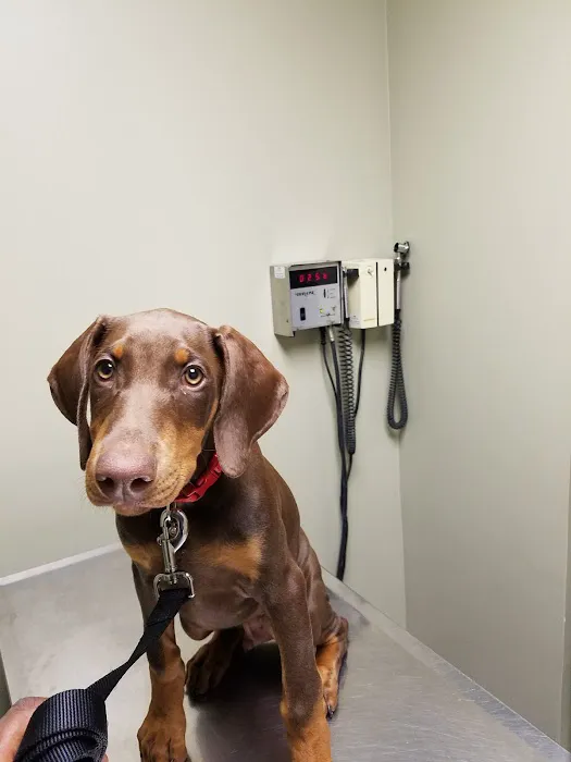 North Main Animal Hospital 5