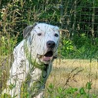 North Main Animal Hospital ico