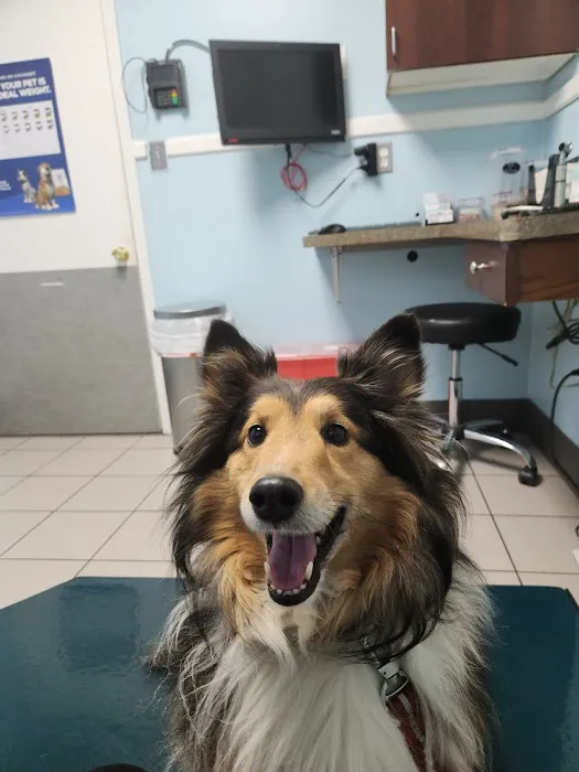 North Main Animal Hospital 6