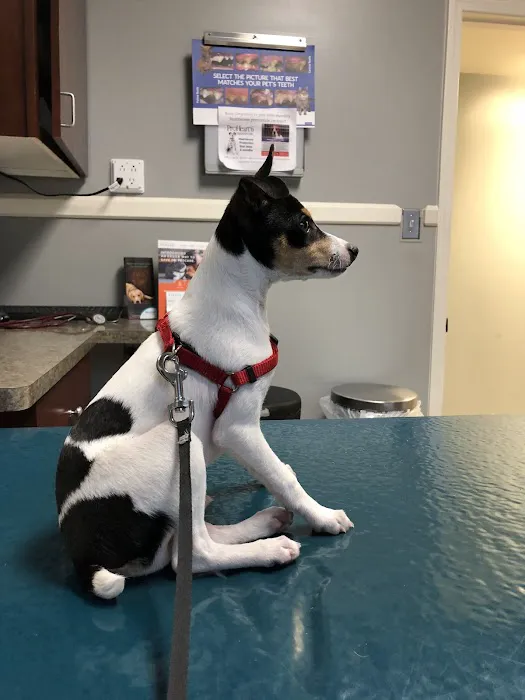 North Main Animal Hospital 3