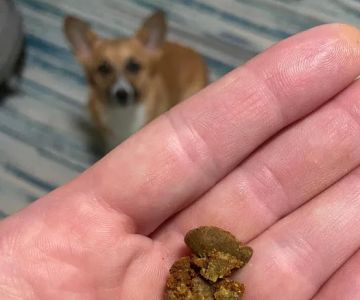 Dogtor Box