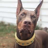 Royal Oak Animal Hospital ico